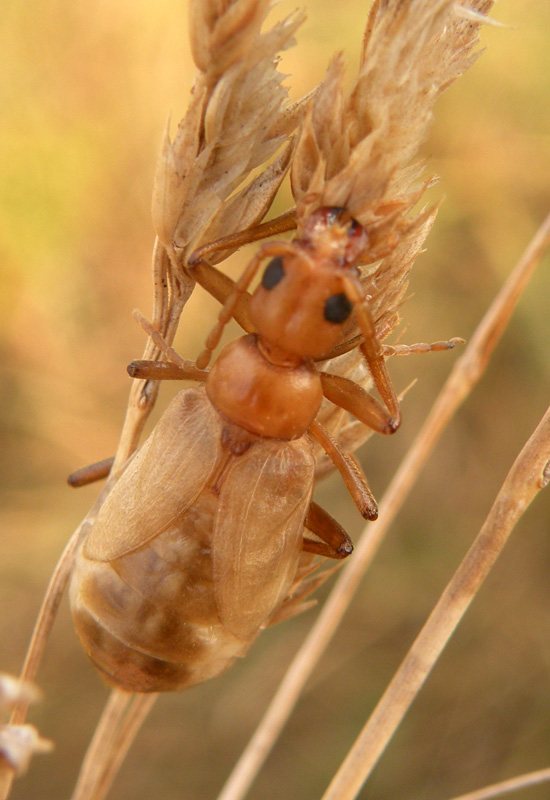 Vesperus luridus (Vesperidae)